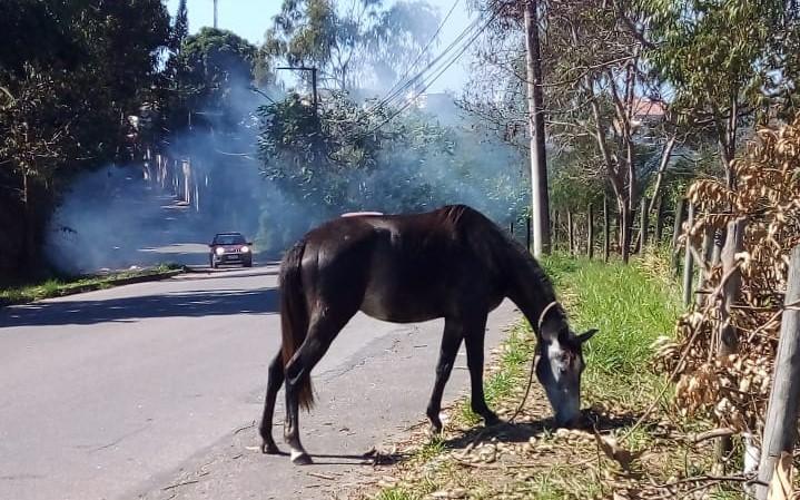 Saiba o que é necessário para ter um cavalo como animal de